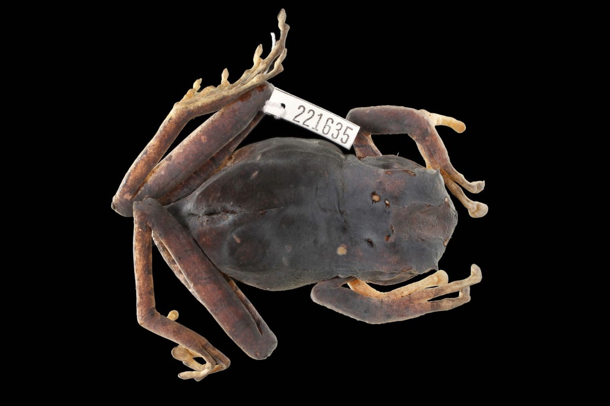Tandboomkikkers hebben een volledig gebit wat in tegenspraak is met een evolutionaire theorie Dit volwassen exemplaar dat in een handpalm pas is afkomstig uit het Florida Museum of Natural History