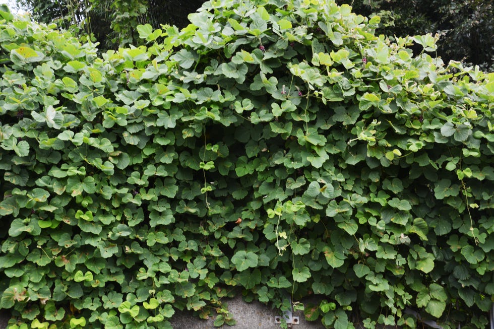 kudzu vine flowers