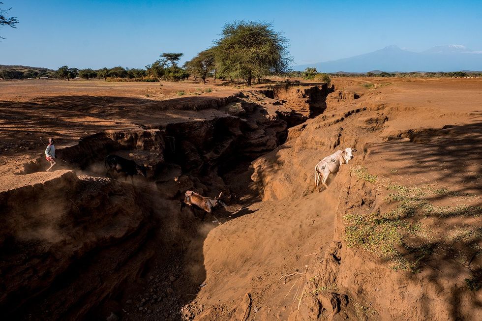 Drie jaar geleden was dit nog maar een kleine geul aan de rand van de Masaigemeenschap Oyarata Nu is de schade onomkeerbaar Ook verderop zijn grote stukken grond onbruikbaar geworden