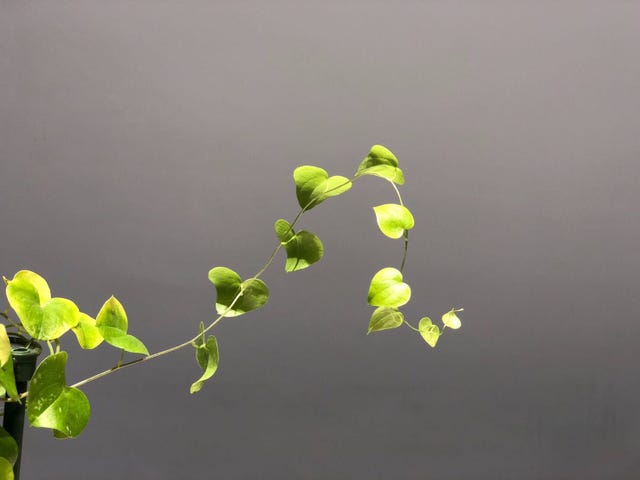 Flower, Plant, Leaf, Branch, Twig, Plant stem, Flowering plant, 