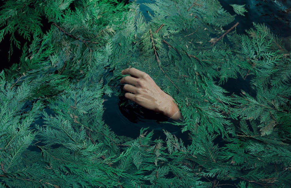 Green, Tree, Organism, Plant, Woody plant, Hand, Forest, Grass, Adaptation, Red juniper, 