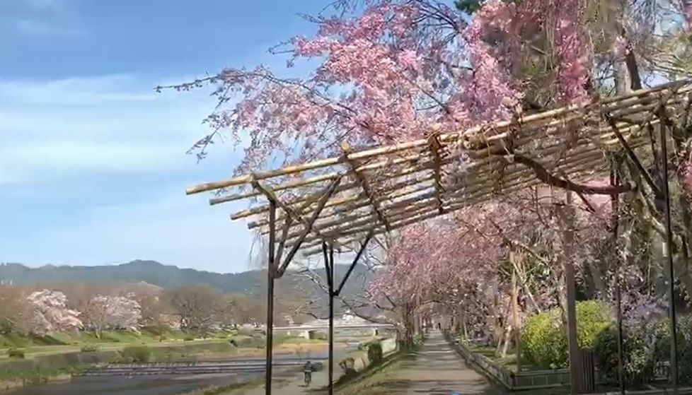 きょうの京都】四季のアルバムー春ー