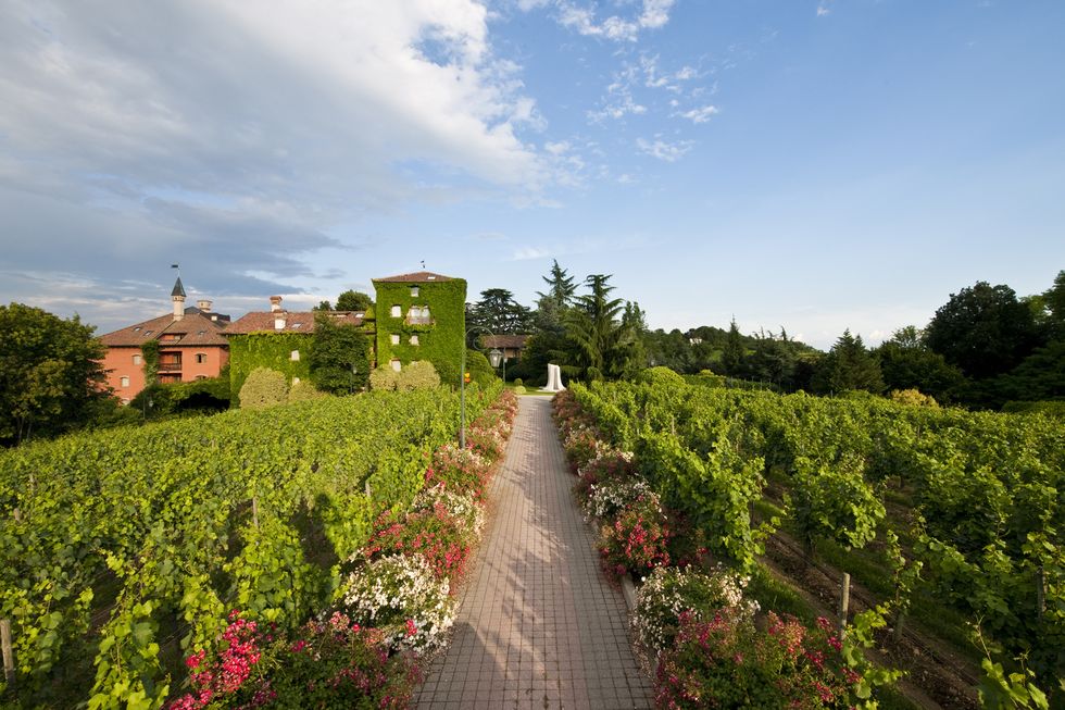 the vineyards and  l'abereta relais  chateaux in erbusco