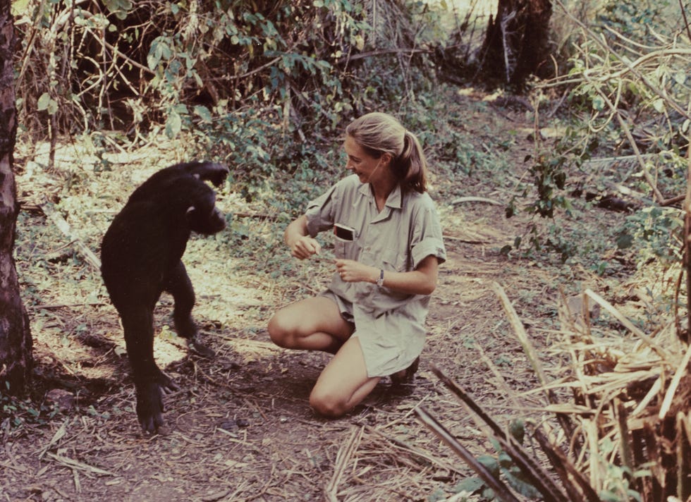 Jane Goodall with a chimpanzee