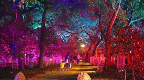 Enchanted Forest of Light at Descanso Gardens Best Christmas Light Displays Near Me
