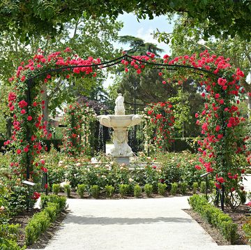 la rosaleda jardines de el retiro, madrid