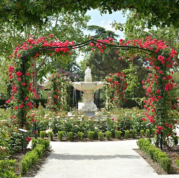 la rosaleda jardines de el retiro, madrid