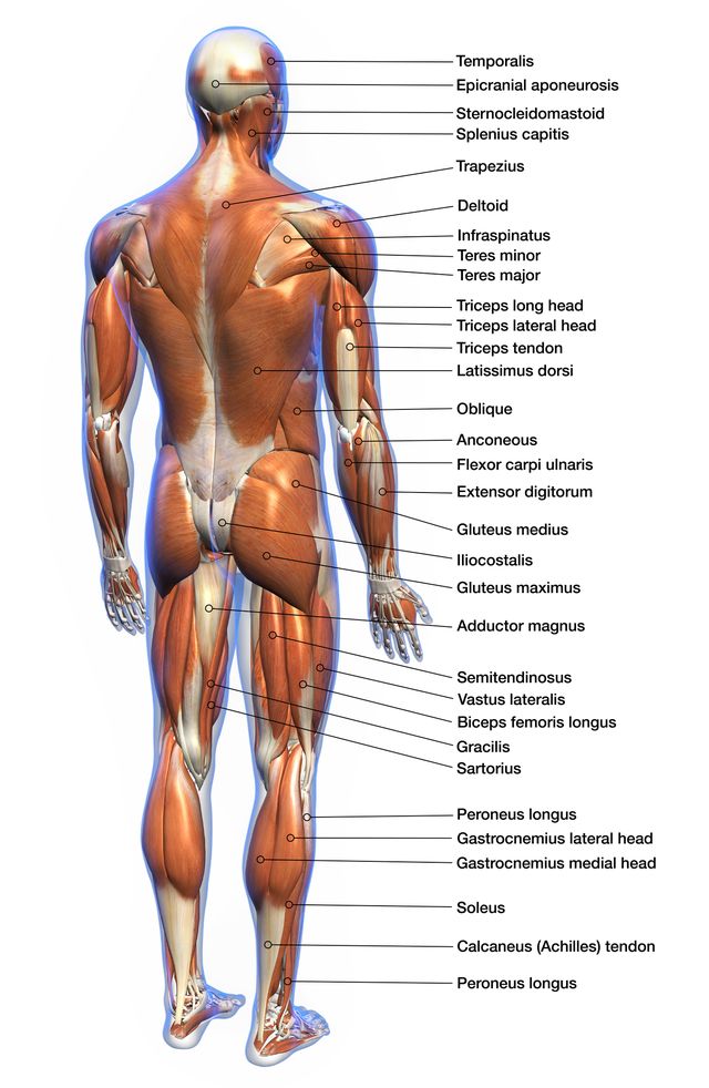 labeled anatomy chart of male muscles on white background