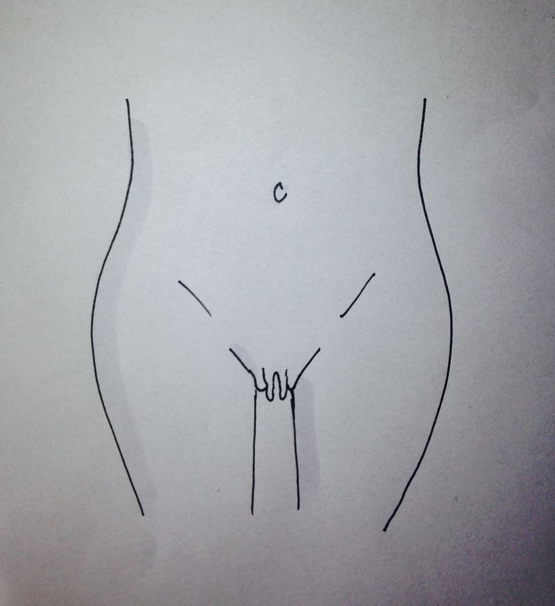 a drawing of a vulva with prominent inner lips