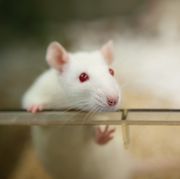 human brain cell organoids grown in rat brains