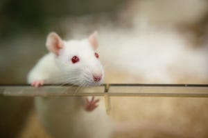 Are Brain Organoids Secretly Conscious?