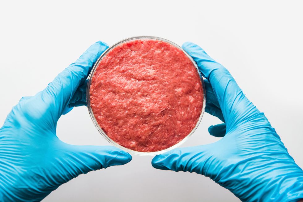 Laboratory studies of artificial meat. Minced meat in Petri dish. View from above