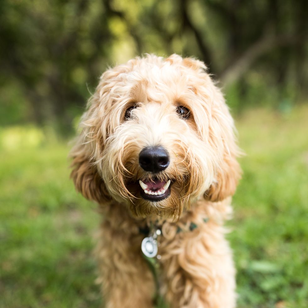 dogs that can be left alone labradoodle