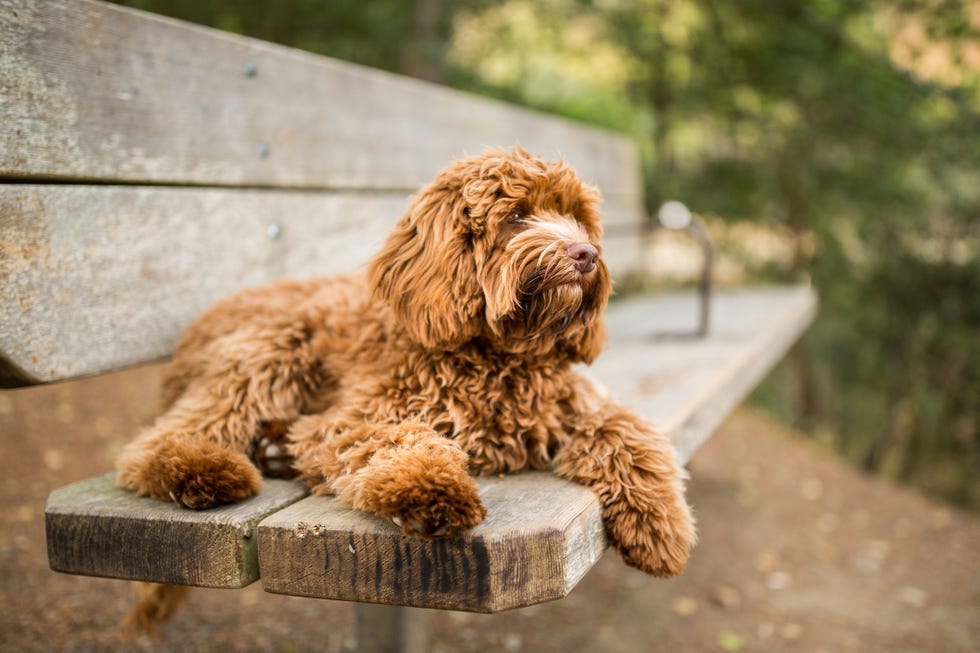 a labradoodle puppy relaxes on a wooden park bench outdoors.