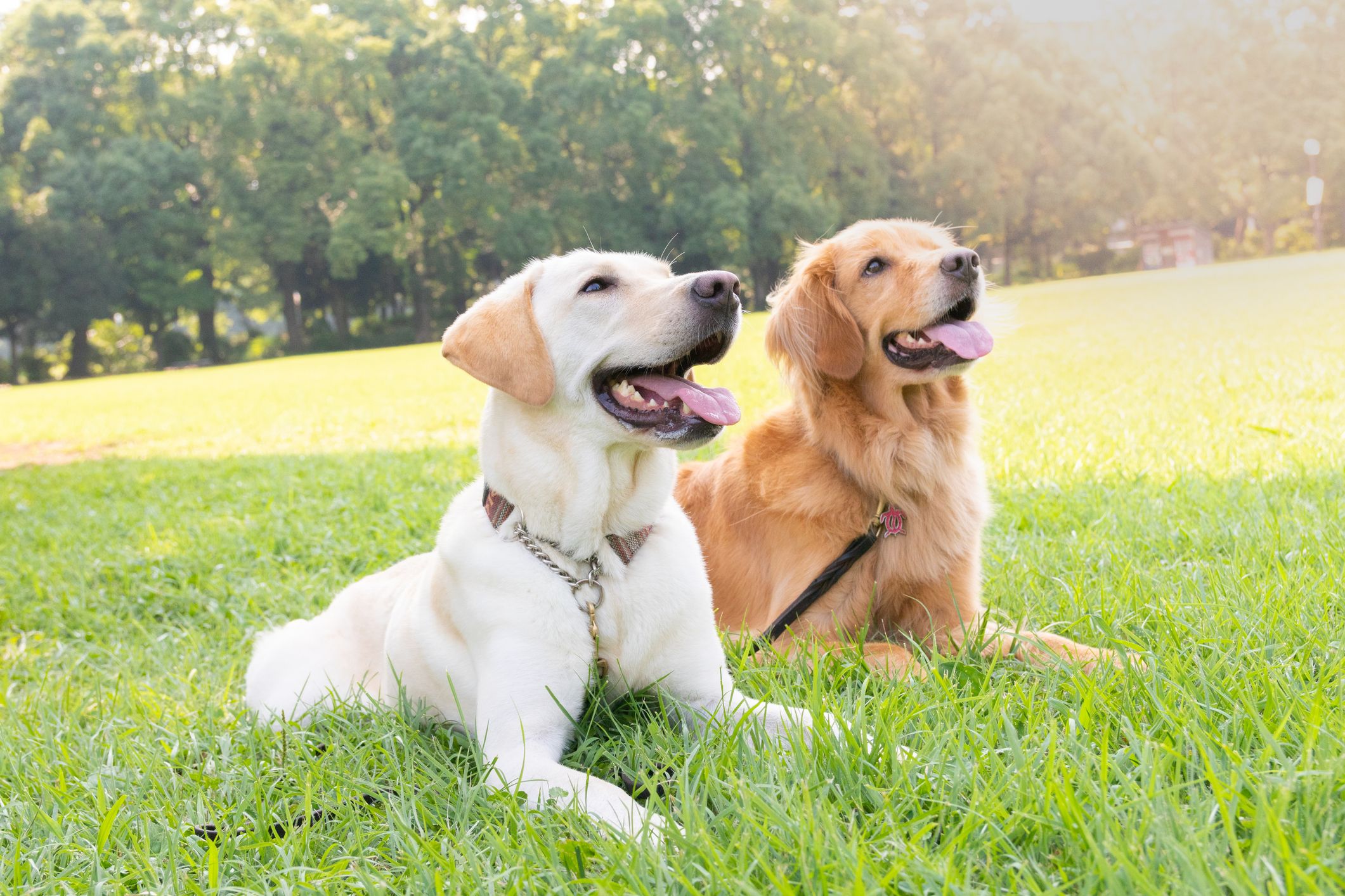 Golden retriever and chocolate shops lab puppies