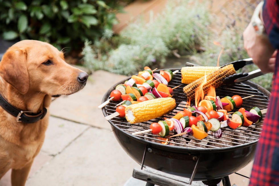 Can dogs eat cooked corn best sale