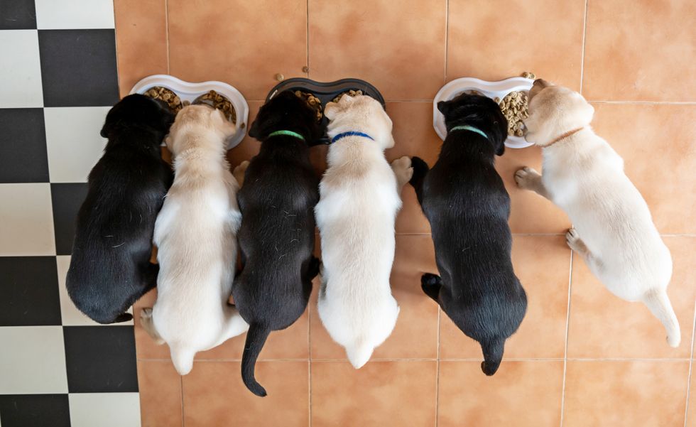 labrador puppies eating aerial view