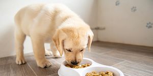labrador puppy eating from a pet dish,   7 weeks old