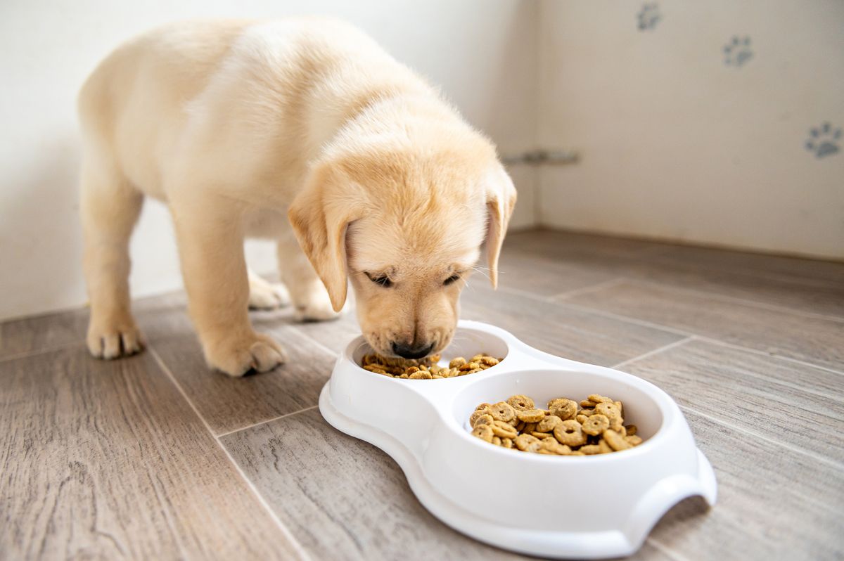 can a 7 week old puppy eat dog food