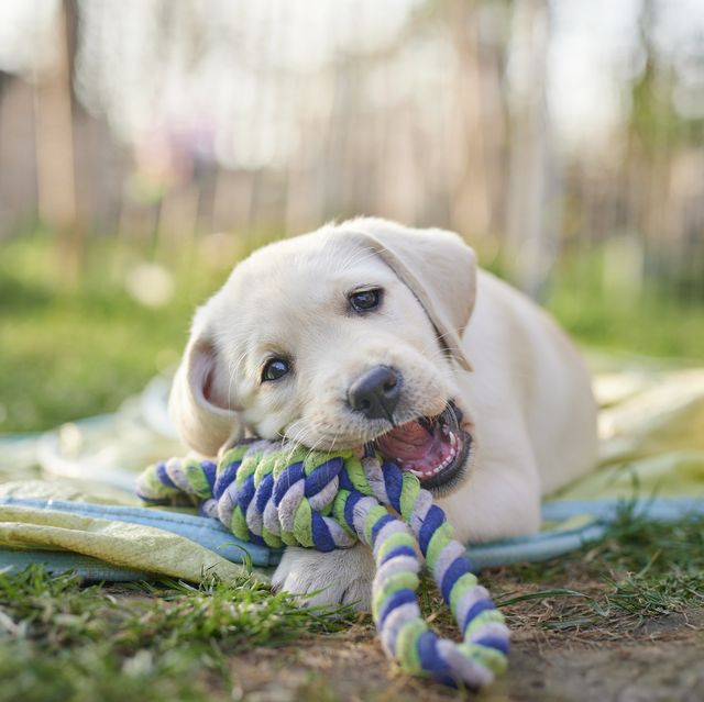 https://hips.hearstapps.com/hmg-prod/images/labrador-puppy-outdoors-royalty-free-image-1678484009.jpg?crop=0.668xw:1.00xh;0.167xw,0&resize=640:*