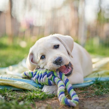 labrador puppy outdoors