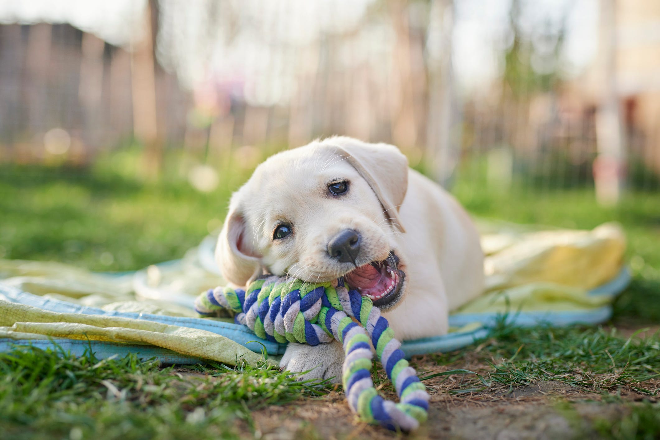 how to keep a labrador puppy busy