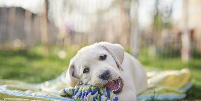 https://hips.hearstapps.com/hmg-prod/images/labrador-puppy-outdoors-royalty-free-image-1678484028.jpg?crop=1.00xw:0.752xh;0,0.173xh&resize=640:*