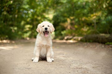 Labrador Puppy Sitting On A Woodland Path