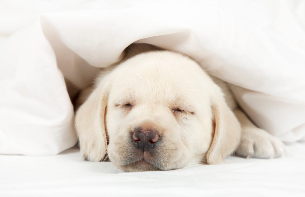 when can lab puppies sleep through the night