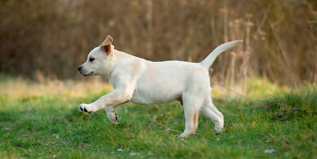 yellow labrador retriever, canis familiaris, puppy, running photo by auscapeuniversal images group via getty images