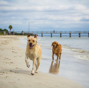 labrador retriever and golden retriever dogs running along beach, fort de soto, florida, america, usa