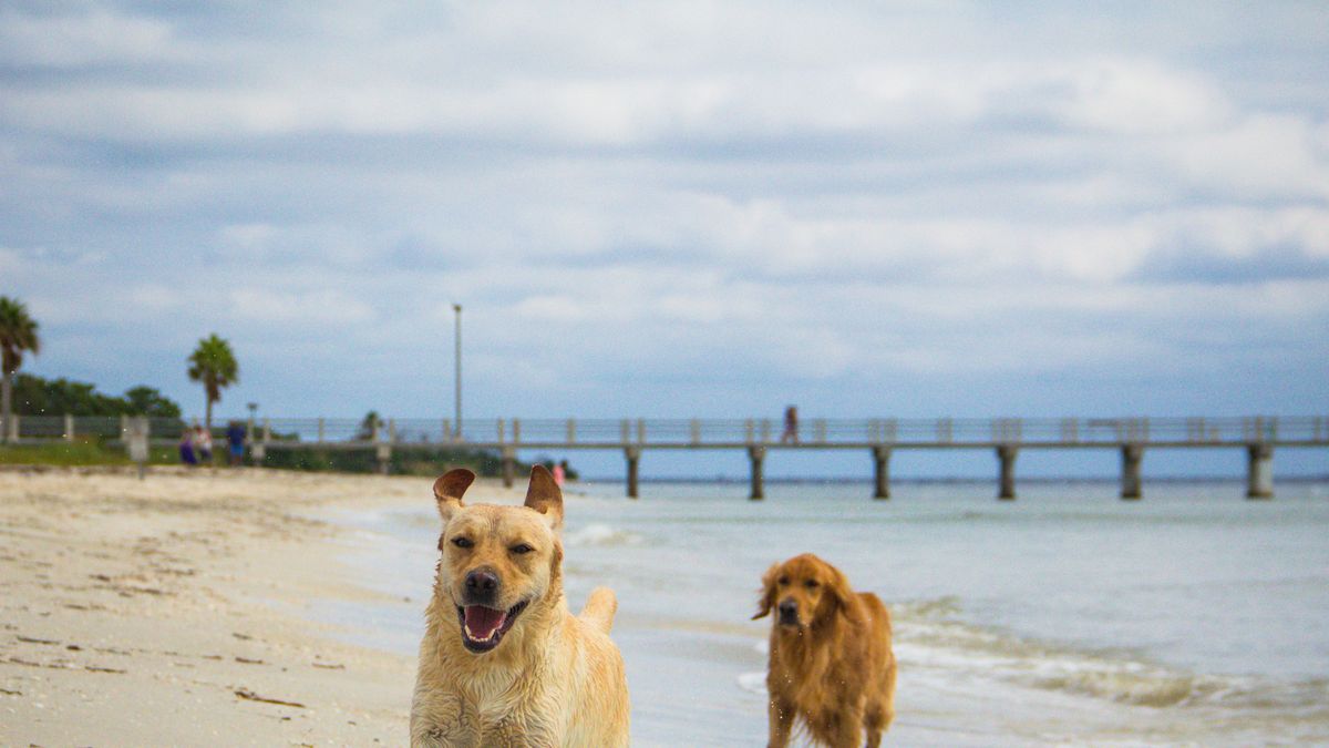 preview for 8 Things You Didn't Know About Golden Retrievers