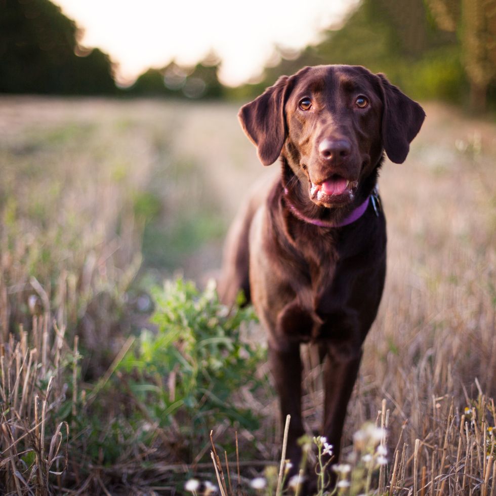 labrador retriever dog standing in field