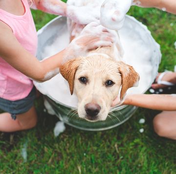 two girls washing a dog in metal bucket