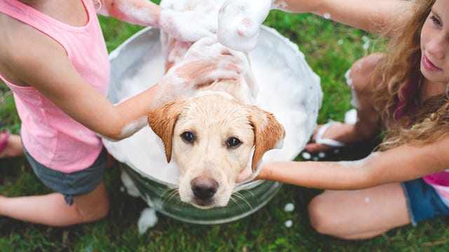 preview for 15 Cutest Dog Breeds