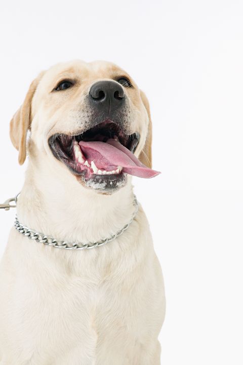white labrador retriever with mouth open and tongue sticking out