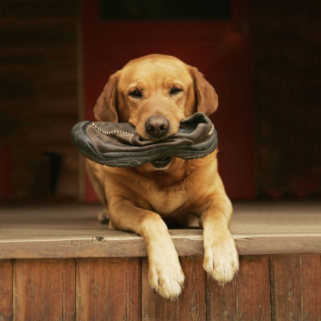 rusty red yellow lab with shoe in mouth