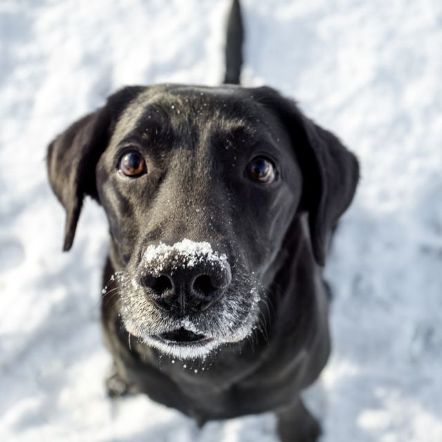 labrador sitting in snow