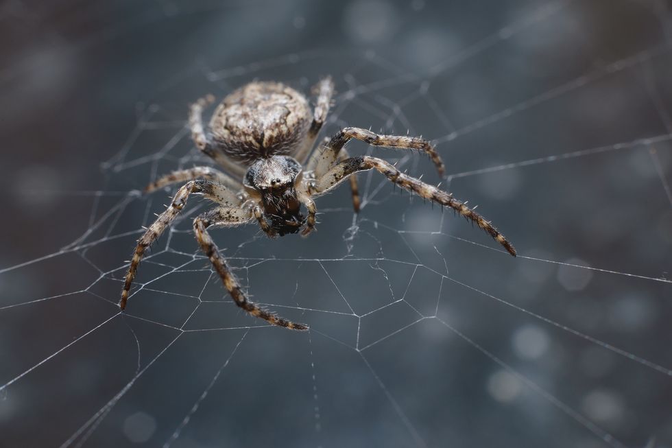 uk spiders – labyrinth spider