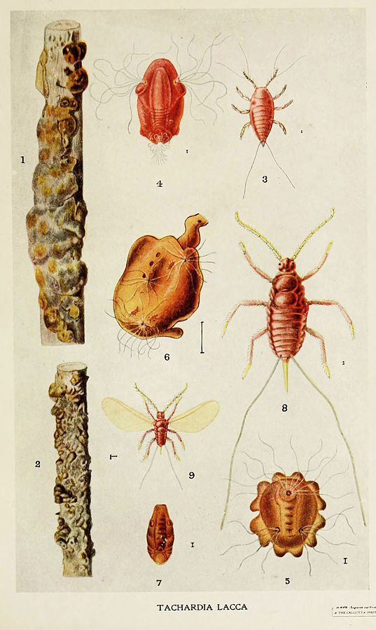 Organism, Invertebrate, Pest, Line, Amber, Insect, Illustration, Parasite, Arthropod, Drawing, 