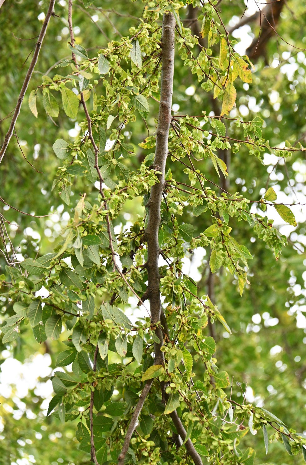 lace bark elm  chinese elm  ulmus parvifolia  fruits  samara  ulmaceae deciduous tree