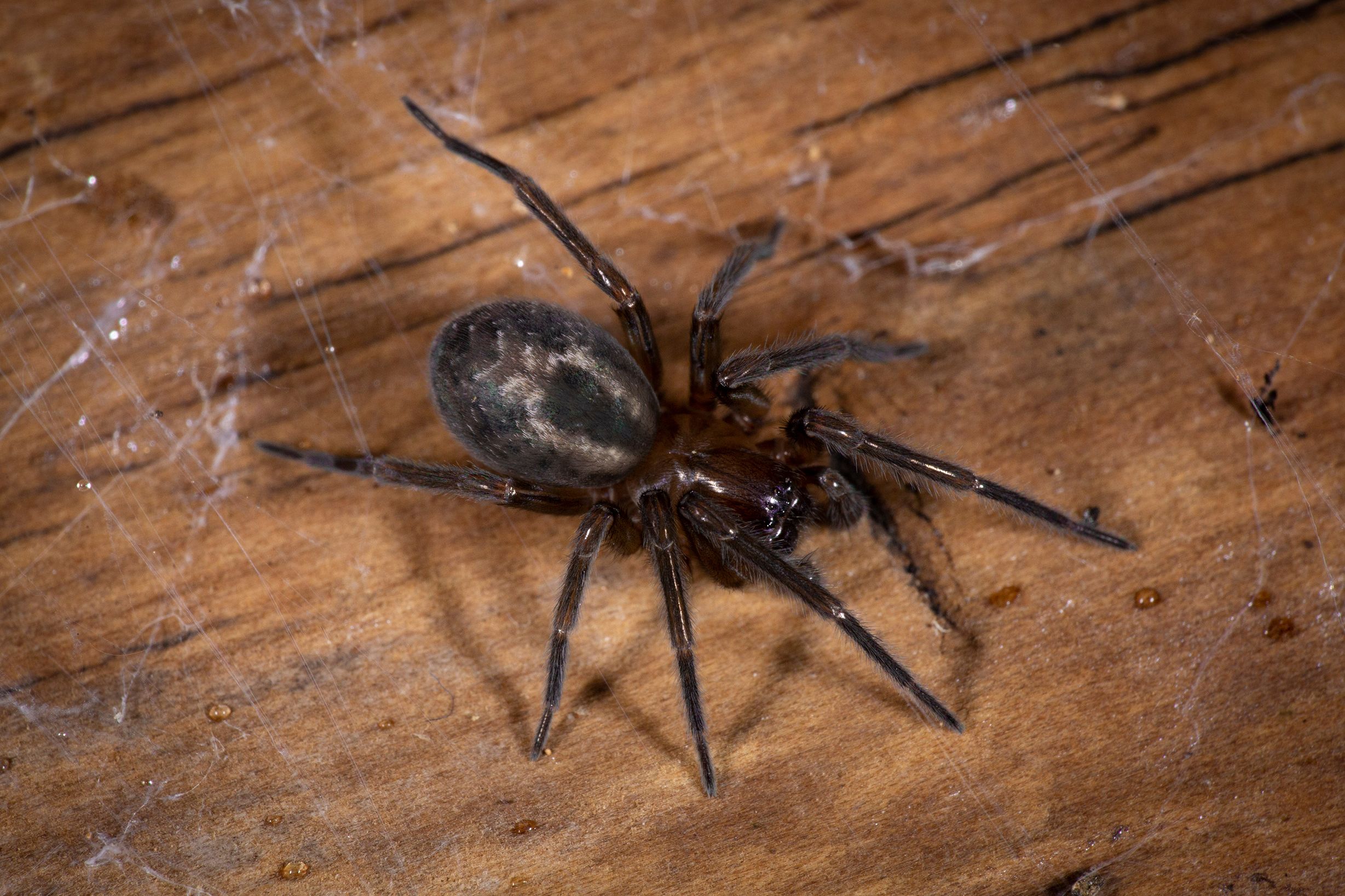 The Definitive List of UK Spiders