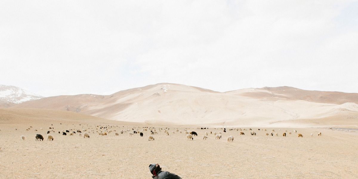 Toen fotograaf Yuri Andries na een urenlange en eenzame rit door het onherbergzame Ladakh eindelijk een nomadische herder zag stopte hij meteen Ook hij had waarschijnlijk al heel lang geen mens gezien Hij was erg kalm met zijn schapen We besloten om naast zijn hond op de grond te gaan zitten de hond lag daar en op zeker moment pakte ik mn camera en maakte er wat van