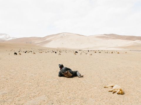 Toen fotograaf Yuri Andries na een urenlange en eenzame rit door het onherbergzame Ladakh eindelijk een nomadische herder zag stopte hij meteen Ook hij had waarschijnlijk al heel lang geen mens gezien Hij was erg kalm met zijn schapen We besloten om naast zijn hond op de grond te gaan zitten de hond lag daar en op zeker moment pakte ik mn camera en maakte er wat van