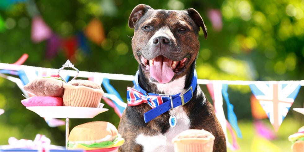 Battersea Dogs and Cats Home