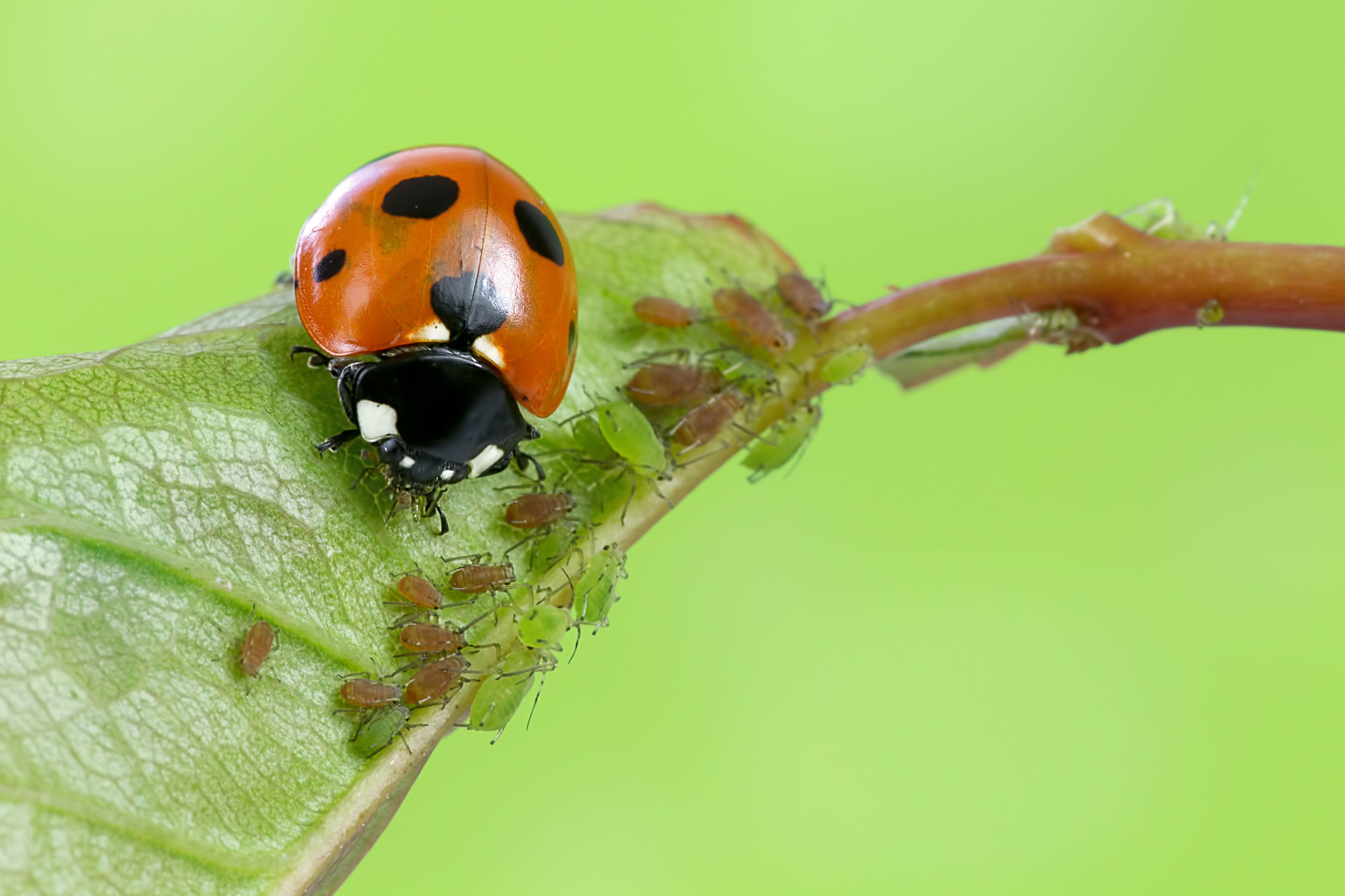 ladybird beetle feeding