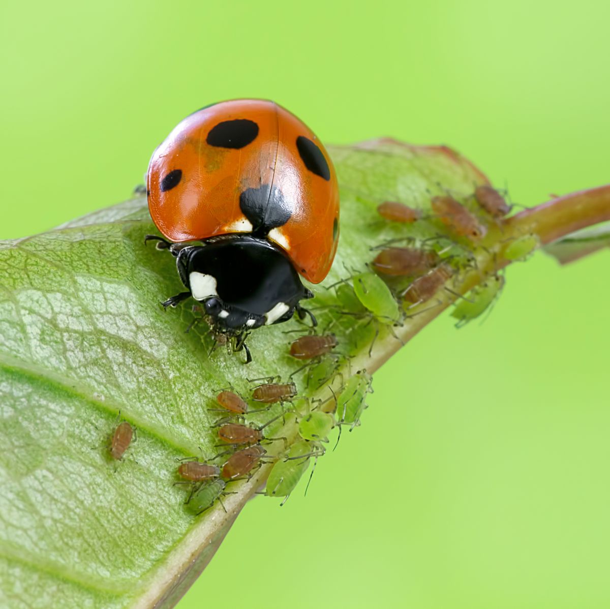 What Do Ladybugs Eat? Insect Experts Explain Ladybird Diet