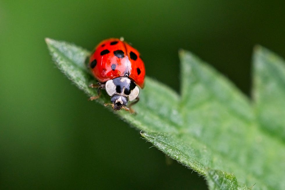 close up of ladybug on leaf,west sussex,united kingdom,uk