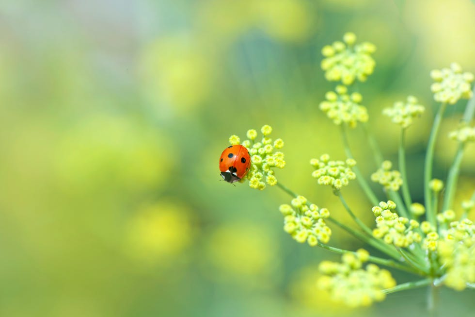How to Rewild Your Garden