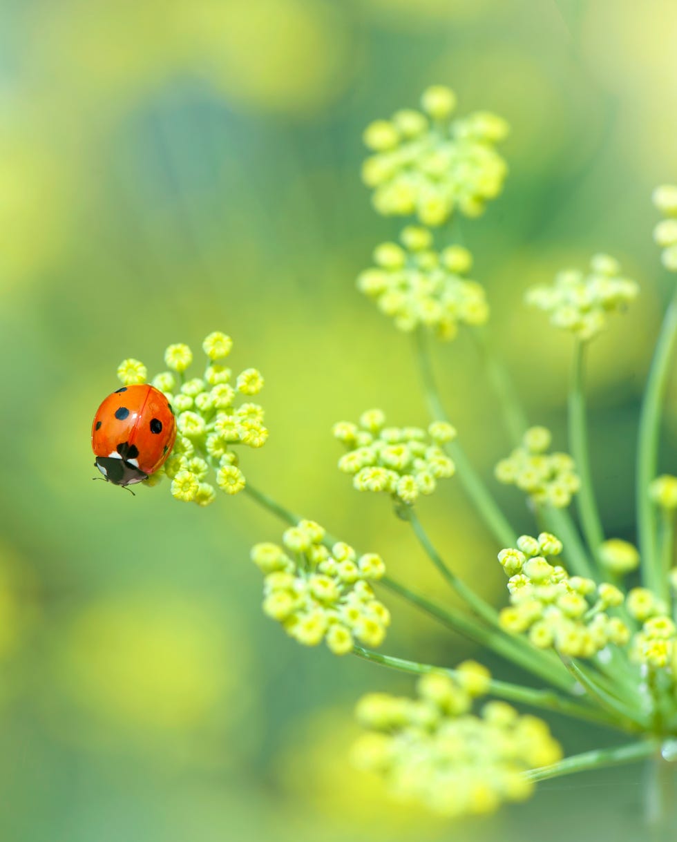 How to Rewild Your Garden How to Rewild Your Garden